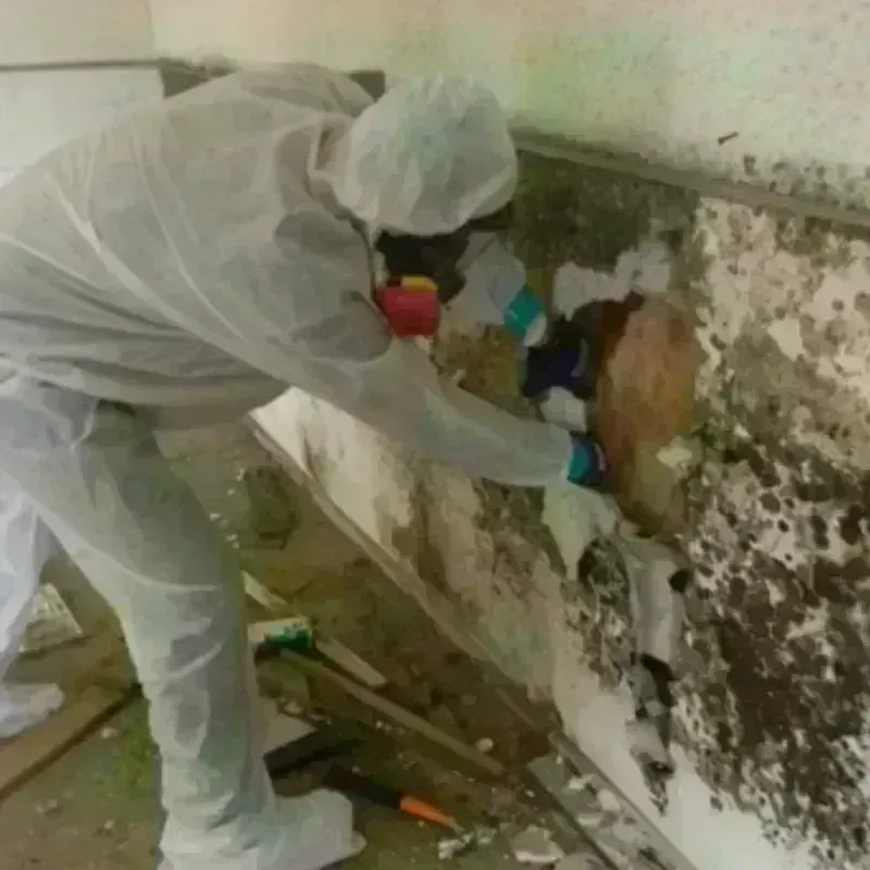 Mold Remediation and Removal in Havelock, NC